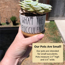 Load image into Gallery viewer, Funny Succulent Pots - White Ceramic Plant Pot: Talk Dirty To Me
