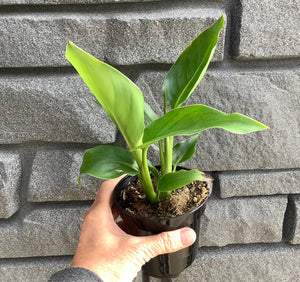 Bird of Paradise: White 4"