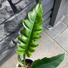 Load image into Gallery viewer, Philodendron: Tiger Tooth Narrow 4&quot;
