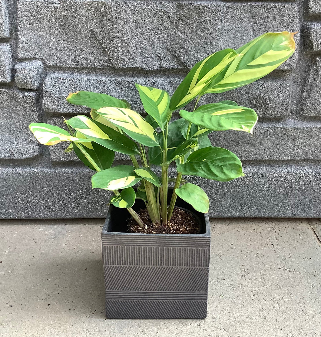 Ctenanthe: Golden Mosaic 4