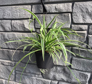 Spider Plant 6" Hanging Basket