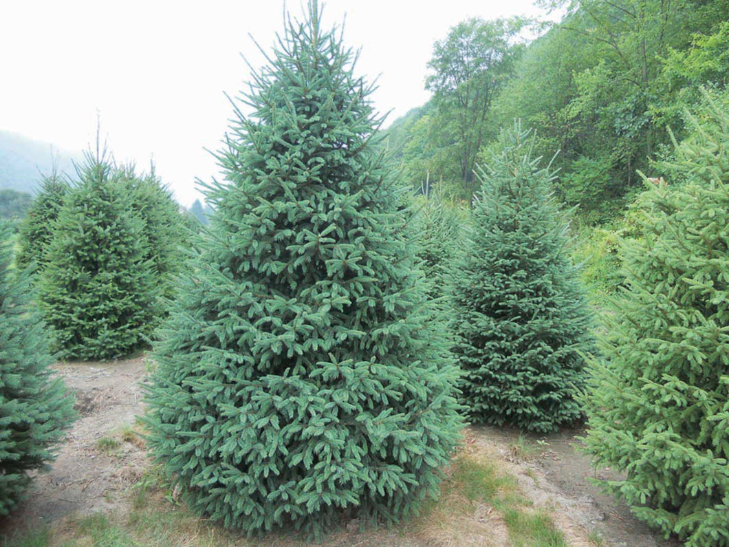 Spruce:  'Black Hills White Spruce'   - 6' WB (Jf)