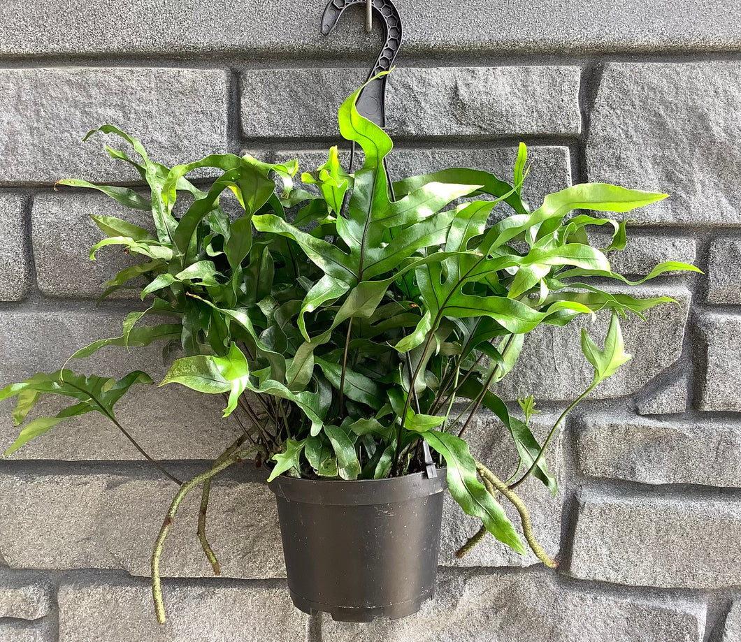 Fern: Kangaroo Paw 6