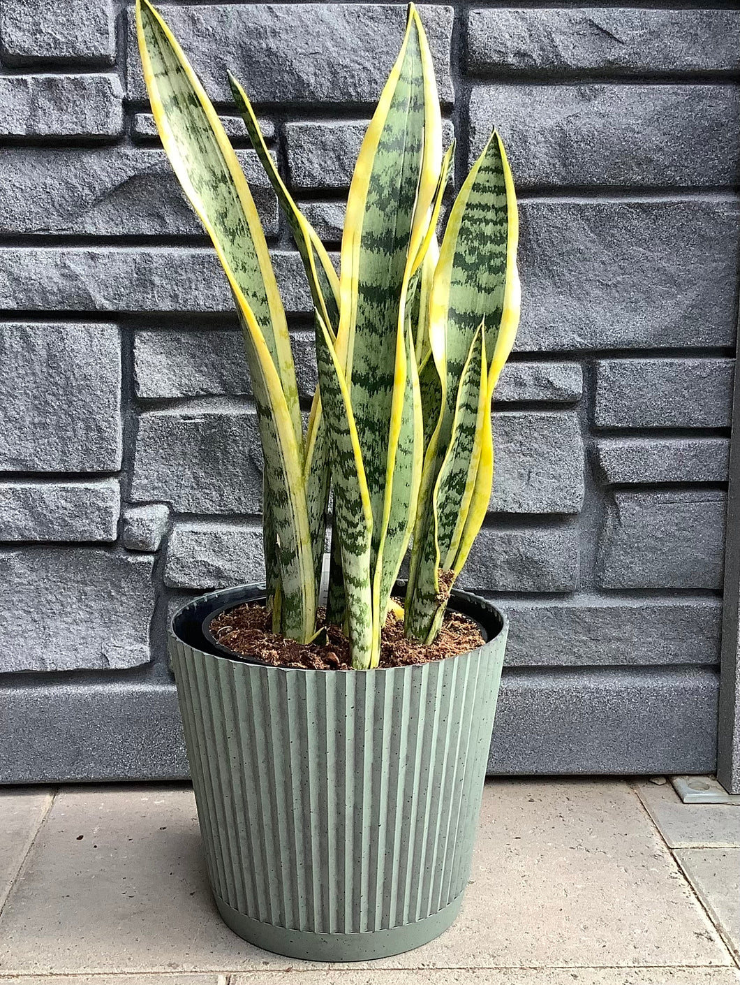 sansevieria assorted Sansevieria: Assorted 10" – Sherwood Greenhouse and Garden Centre Ltd