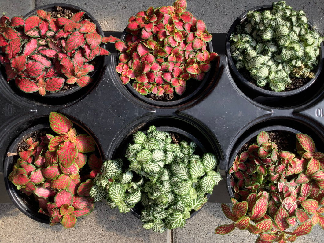 Fittonia 4