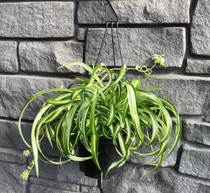 Spider Plant Curly 6" Hanging Basket
