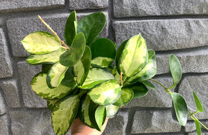 Hoya: Australis 4"
