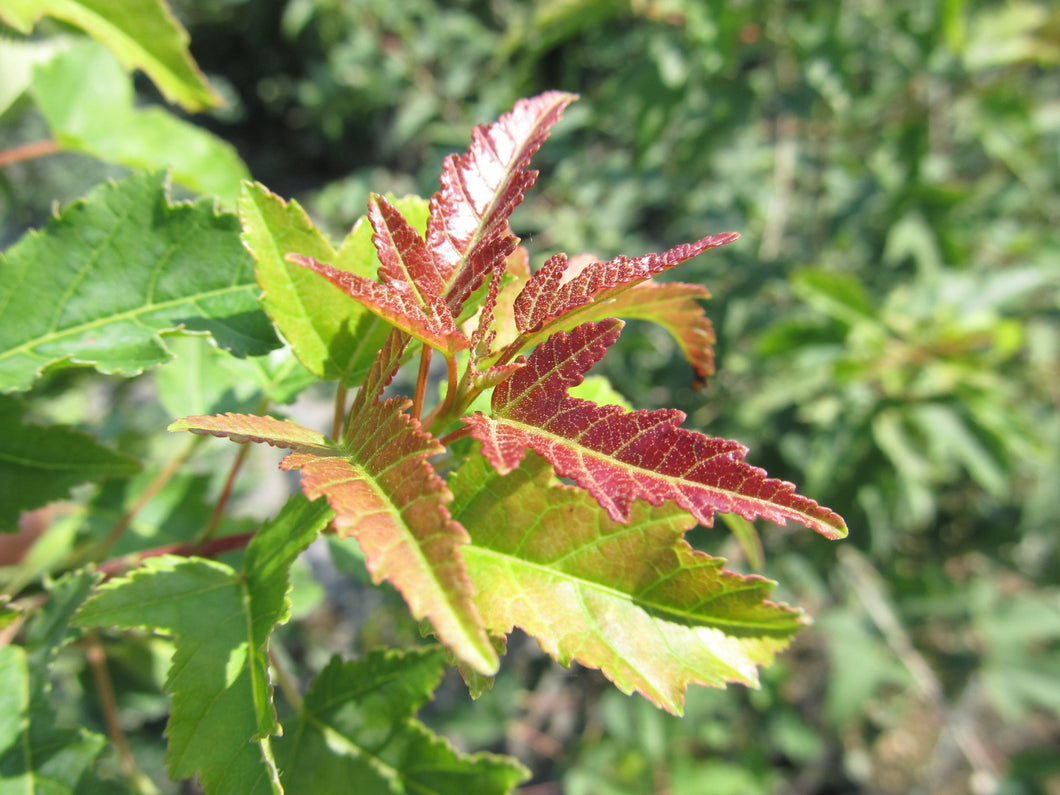 Amur Maple:  'Amur' - 5Gal Tree Form (Bl)