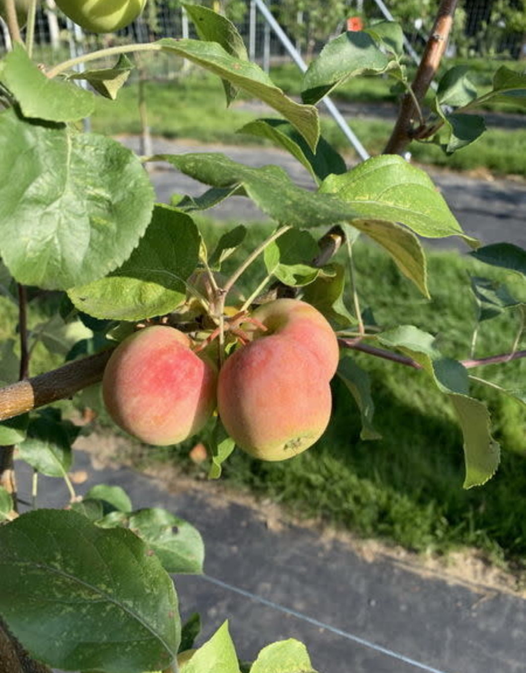 Apple:  'Gloria'