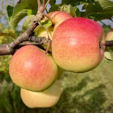 Apple: 'Prairie Sensation' - 7Gal (Bl)