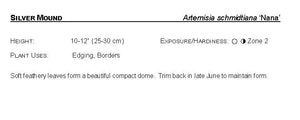 Artemisia: 'Silver Mound' - 3.5" (JF)