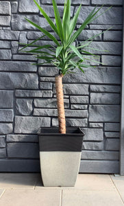 Yucca Cane 10" 1 ppp