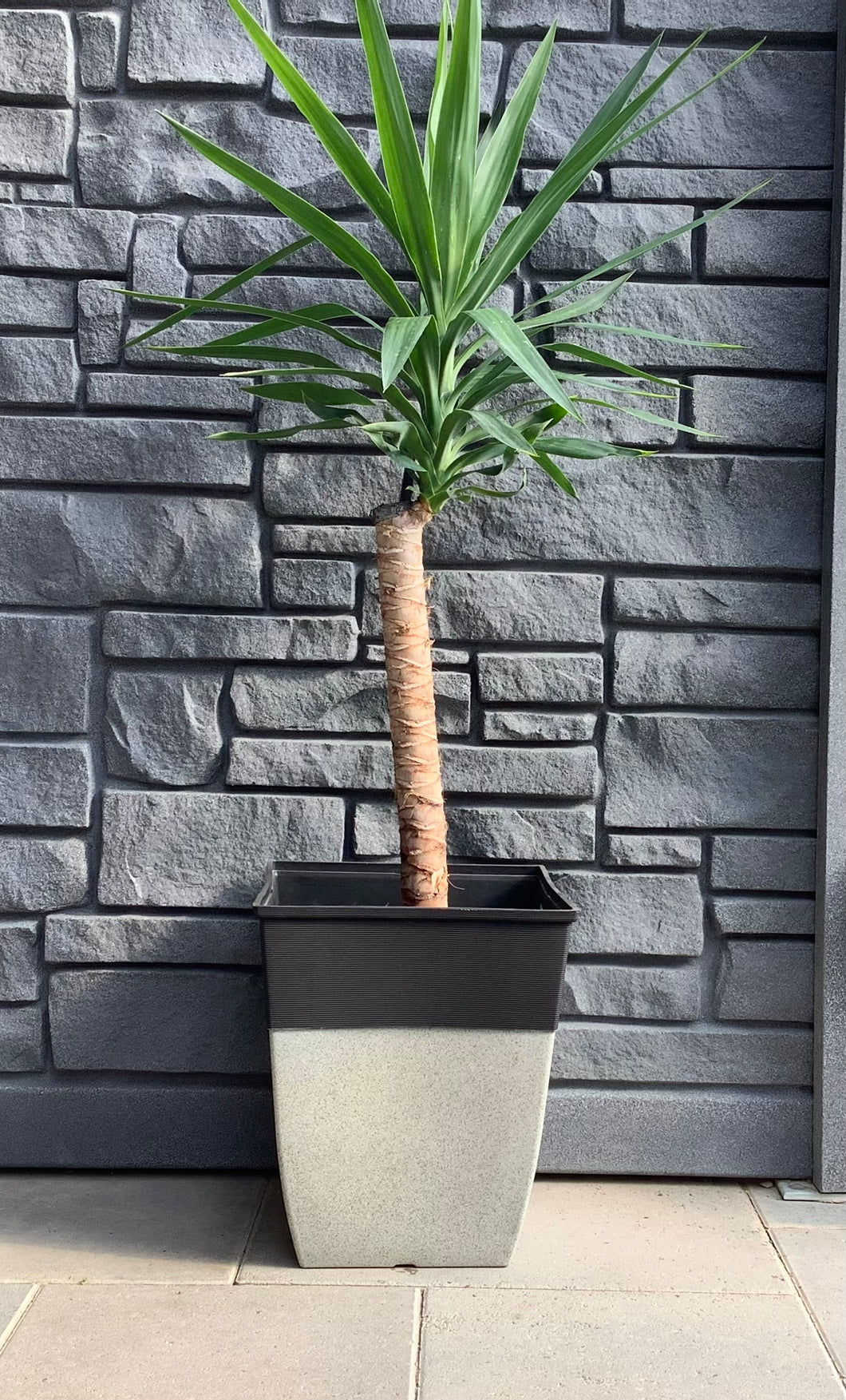 Yucca Cane 10