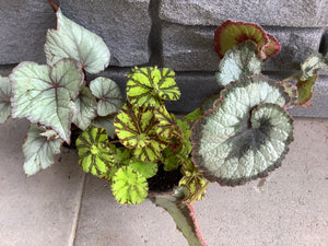 Begonia: Rex Assorted 4"