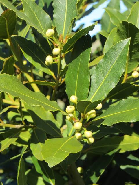 Bay Leaf - 17cm (Bl)