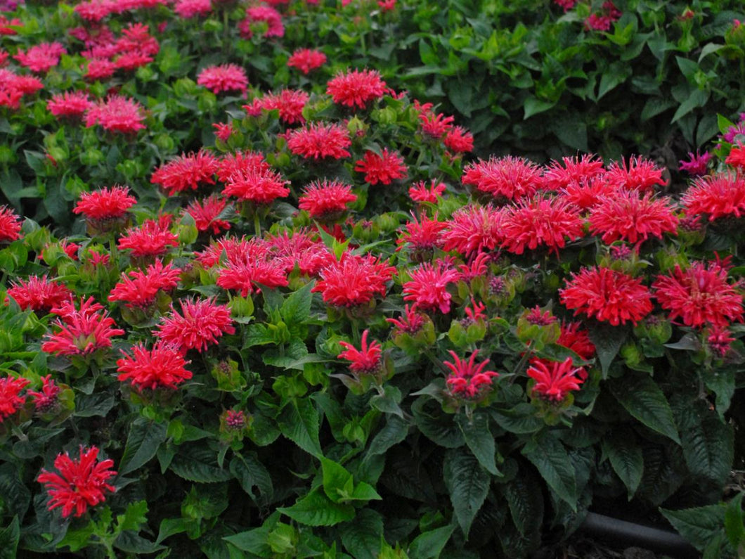 Bee-Balm: 'Red Dwarf' -2gal (Bl)