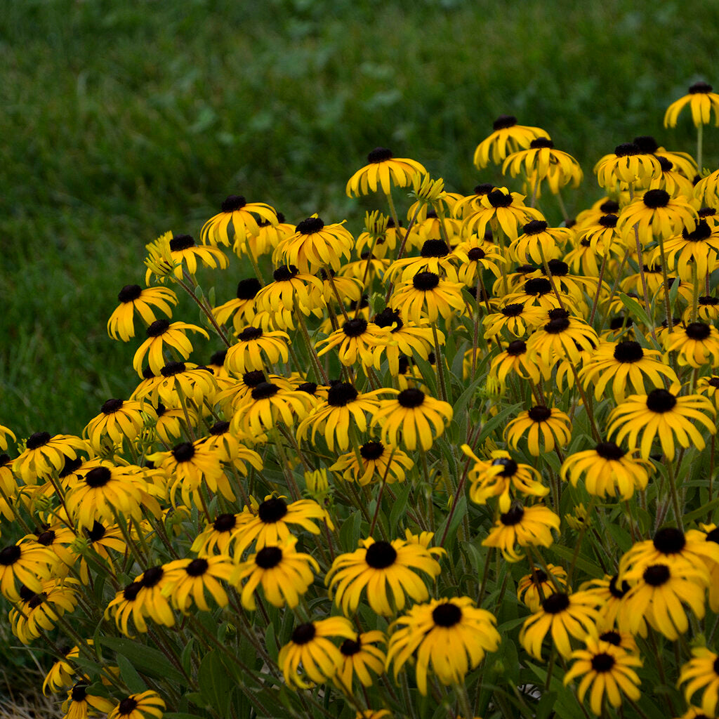 Black-Eyed Susan: 'Gold Rush'- 15cm