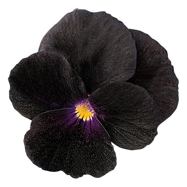 Viola: 'Sorbet Black Delight' - 9cm