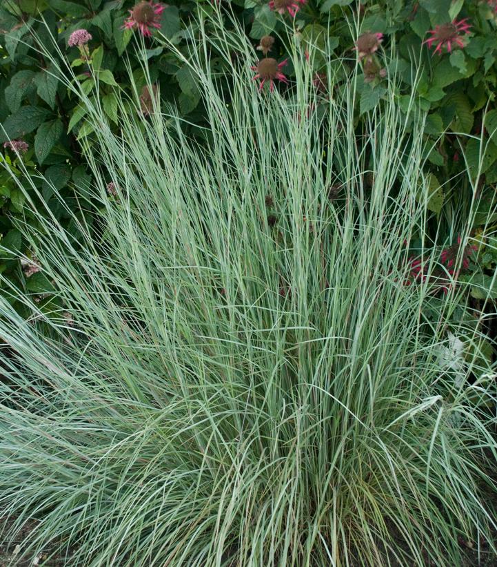 Grasses:  'The Blues' Little Bluestem Grass - 5.5