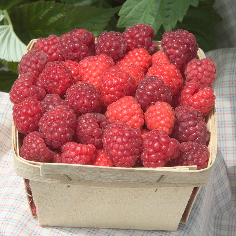 Raspberry:   'Boyne Red' - 1Gal (Bl)