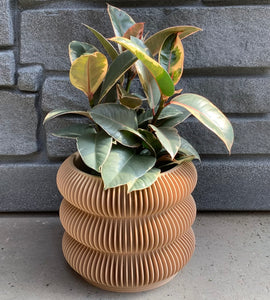 Ficus: Robusta Tineke 6"
