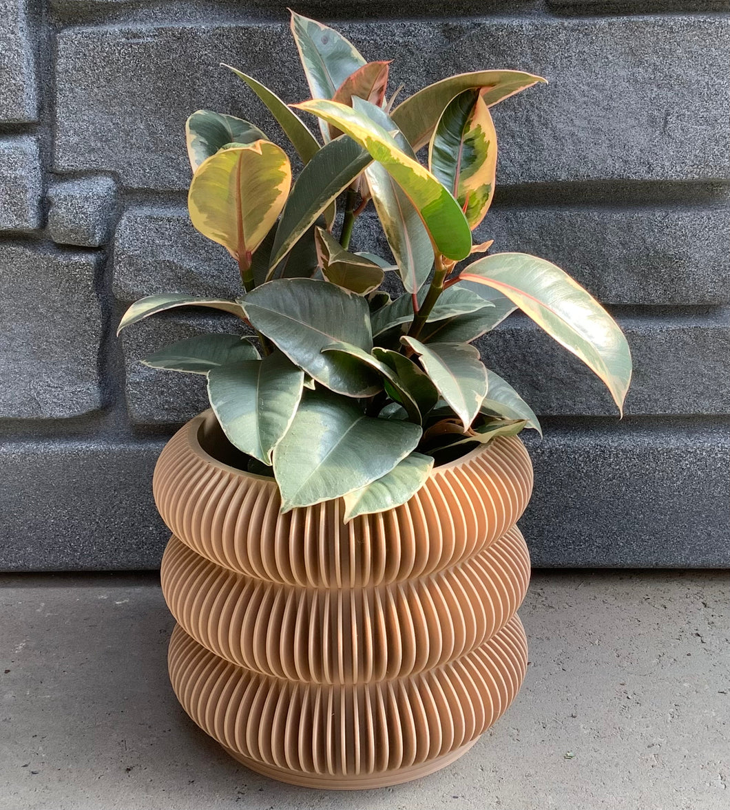Ficus: Robusta Tineke 6