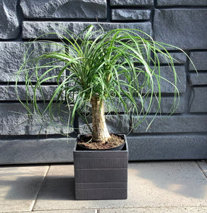 Palm: Ponytail 6"