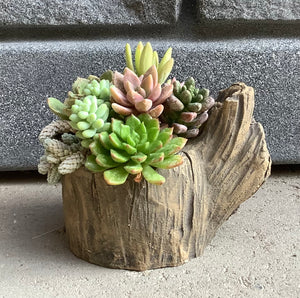 3" Succulents in Concrete Stump Pot