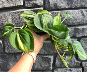 Philodendron: Brazil 4"