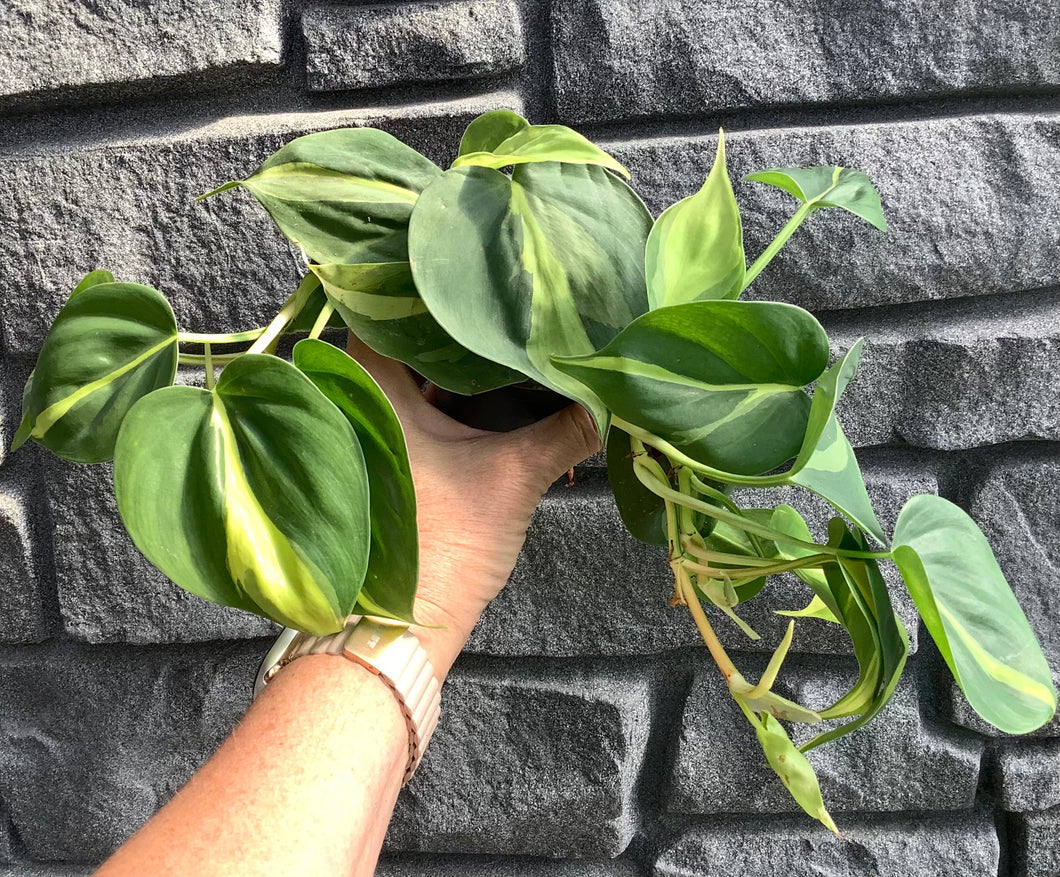 Philodendron: Brazil 4
