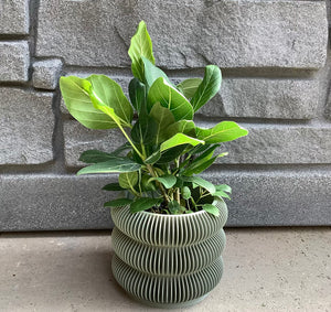 Ficus: Audrey 4"