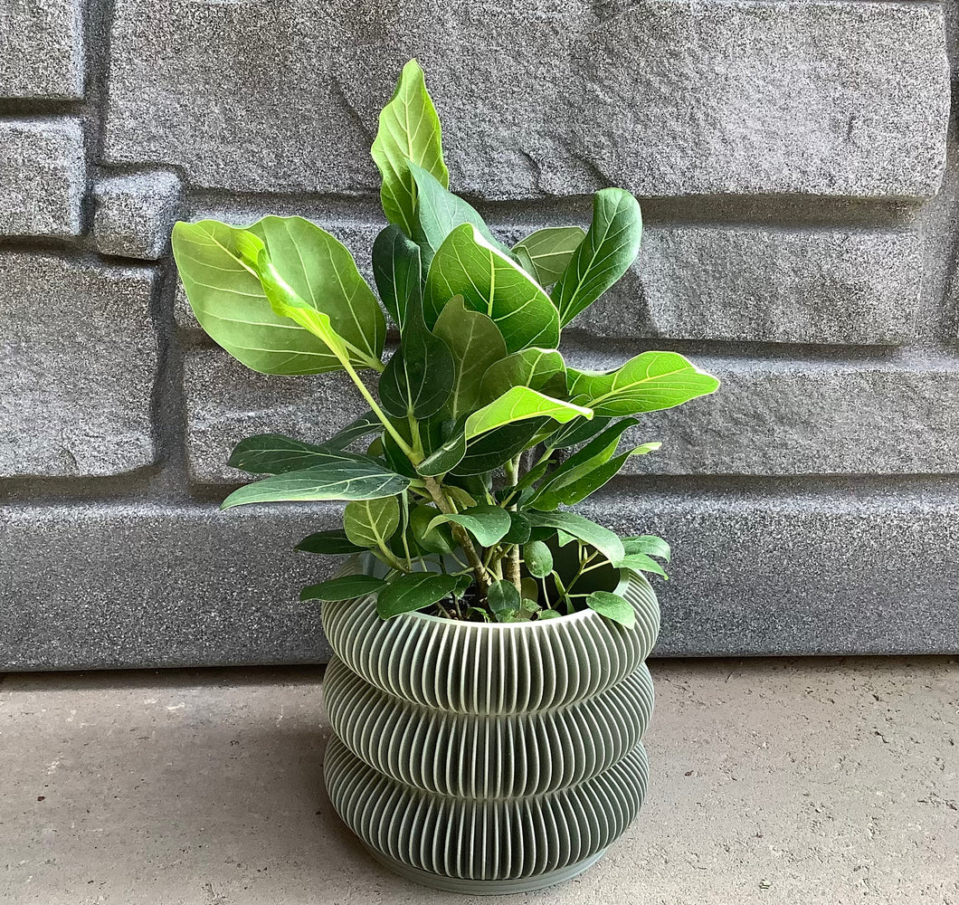 Ficus: Audrey 4