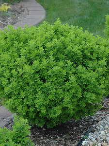 Caragana:  'Globe' - 2 Gal (Bl)