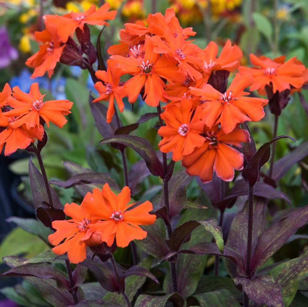 Catchfly: 'Orange Gnome' - 15cm (Bl)