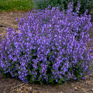 Catmint:  Picture Puurfect' - 1 Gal (Jf)