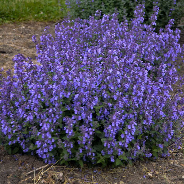 Catmint:  Picture Puurfect' - 1 Gal (Jf)
