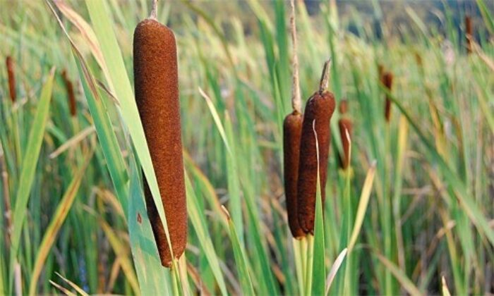 Common Cattail -1 Gal (BR)