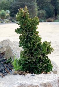 Cedar: 'Primo' - 3 Gal (IS)