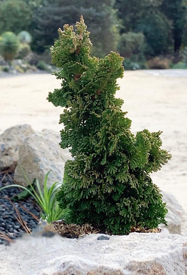 Cedar: 'Primo' - 3 Gal (IS)