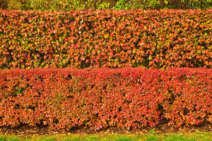Cotoneaster:  'Hedge' (BL)