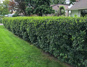 Cotoneaster:  'Hedge'