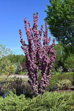 Load image into Gallery viewer, Crabapple:  &#39;Purple Spire® Columnar&#39; 10 Gal (BR)
