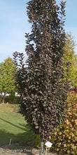 Load image into Gallery viewer, Crabapple:  &#39;Purple Spire® Columnar&#39; 10 Gal (BR)
