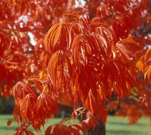 Load image into Gallery viewer, Prairie Torch Hybrid Buckeye - 7 Gal (BL)
