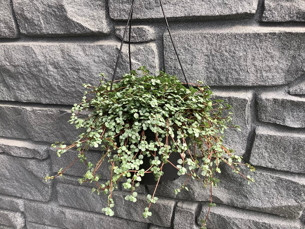 Pilea: Baby Tear Silver 6