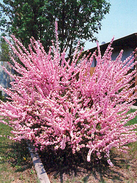 Plum:  'Double Flowering' - 2 Gal (Au)