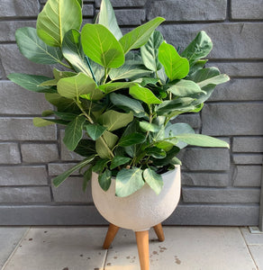 Ficus: Audrey 10"