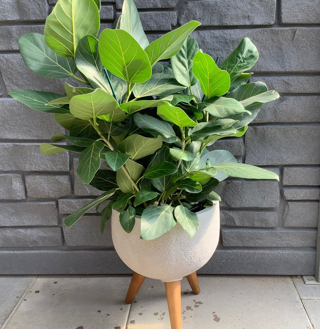 Ficus: Audrey 10