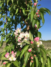 Load image into Gallery viewer, Crabapple:  &#39;Green Wall Flowering&#39;  - 7Gal (Bl)
