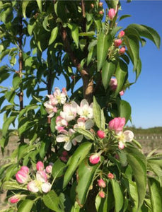Crabapple:  'Green Wall Flowering'  - 7Gal (Bl)